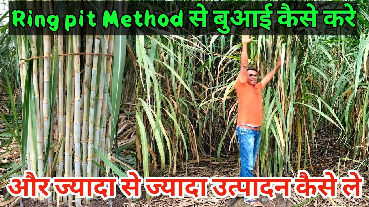 Ring pit method sugercane farming,गन्ने की रिंगपिट विधि।
