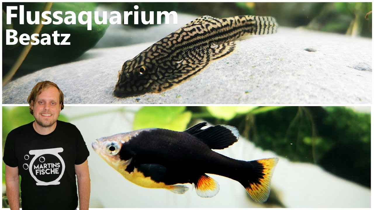 FLUSSAQUARIUM - Entwicklung und Besatz I Prachtflossensauger und Hochlandkärpflinge