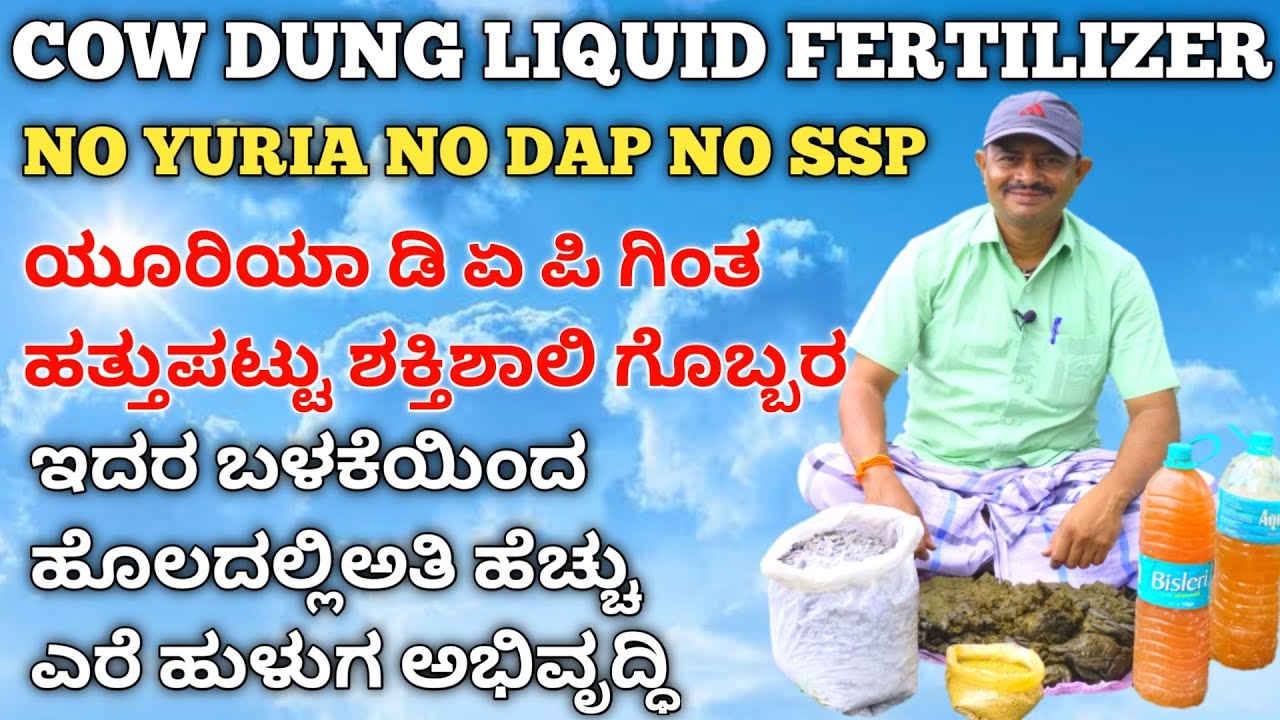 Cow dung liquid fertilizer | organic fertilizer kannada | URIYA DAP MOP ಗಿಂತ ಶಕ್ತಿಶಾಲಿ ಸಾವಯವ ಗೊಬ್ಬರ