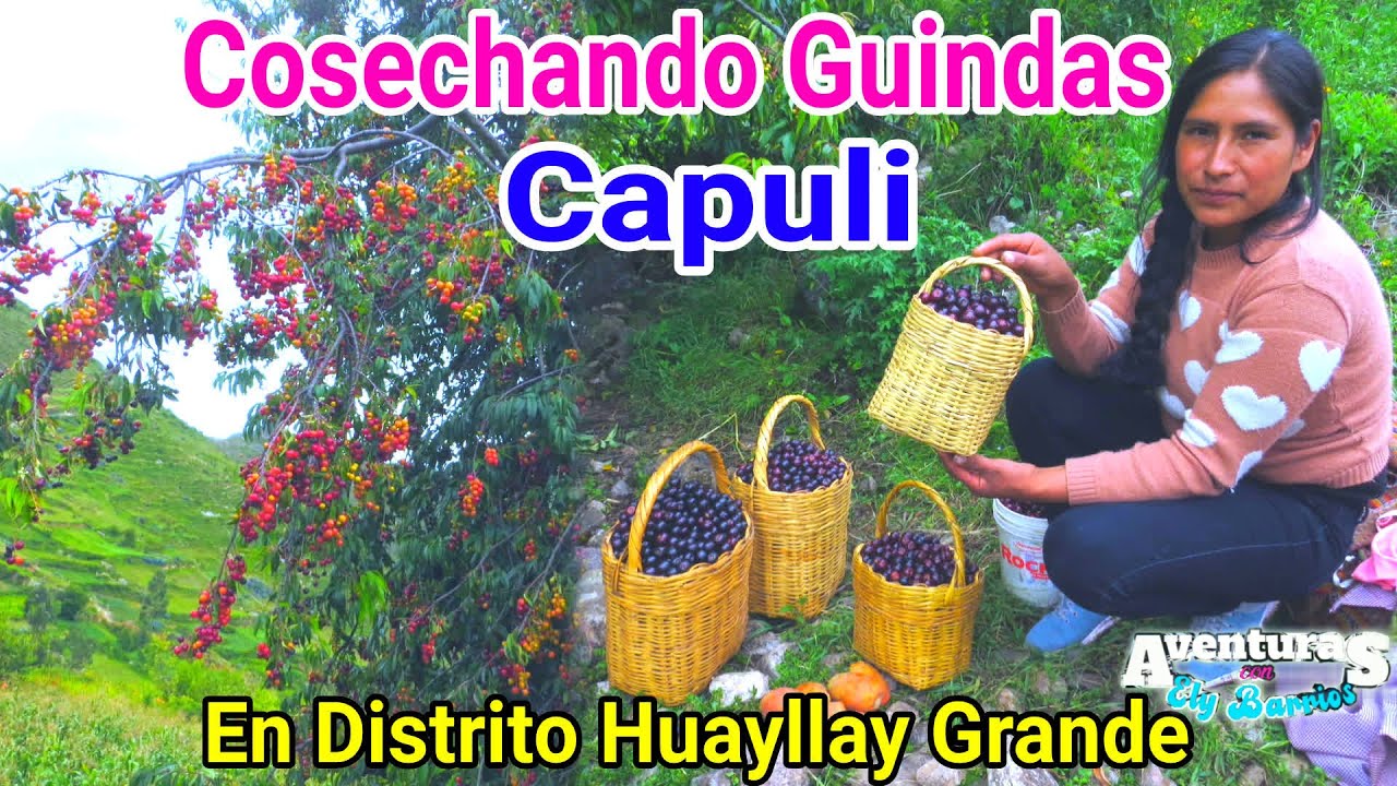 Cosechando guinda o Capuli en Huayllay Grande Angaraes Huancavelica.