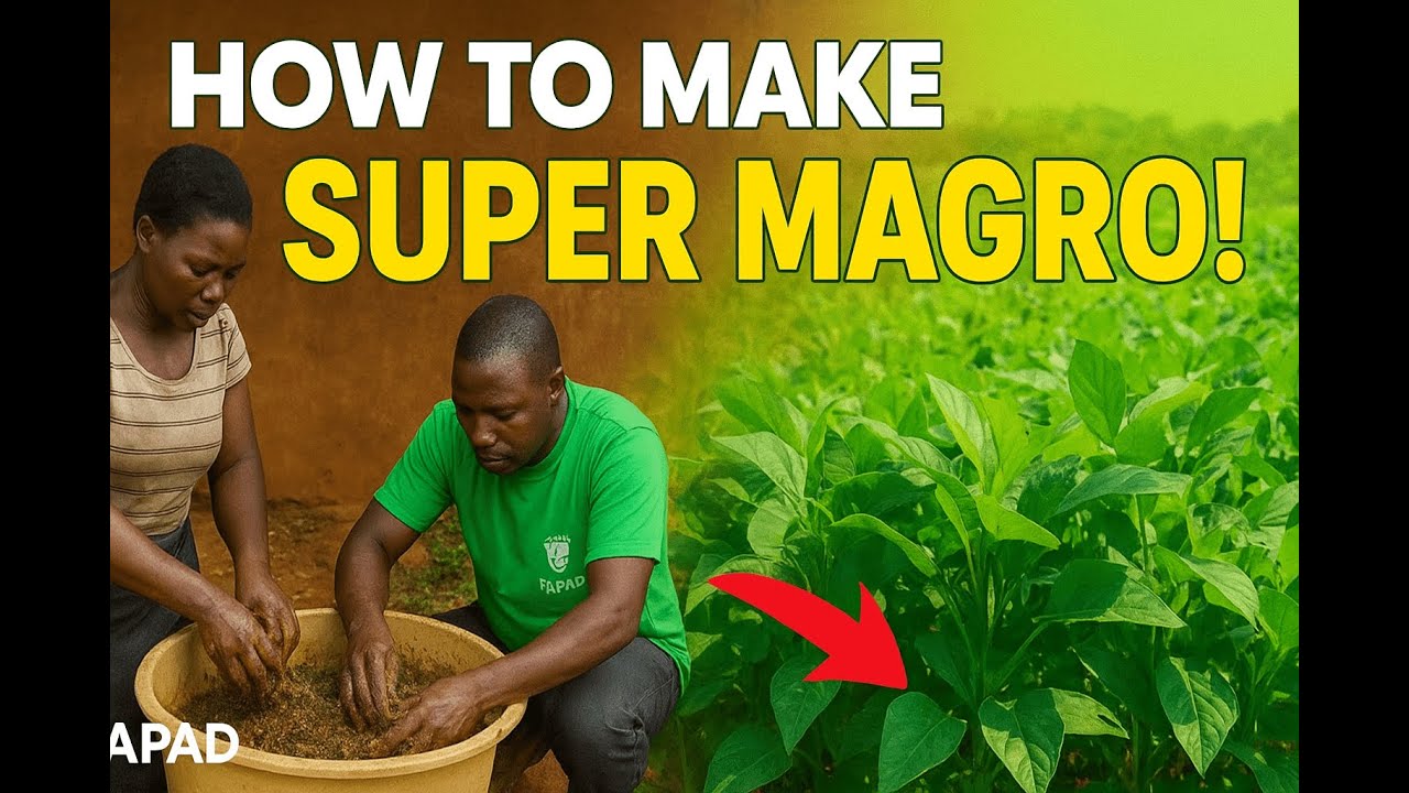 Making Super Magro: Organic Fertilizer for Healthy Crops | FAPAD Uganda