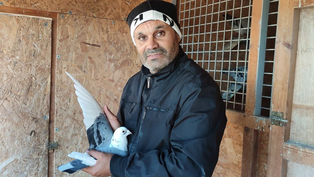 مرة أخرى القناة العالمية تقدم لكم الأسطورة صاحب السلالات القوية مصوري/شرهوب/باخوز 03/12/2023