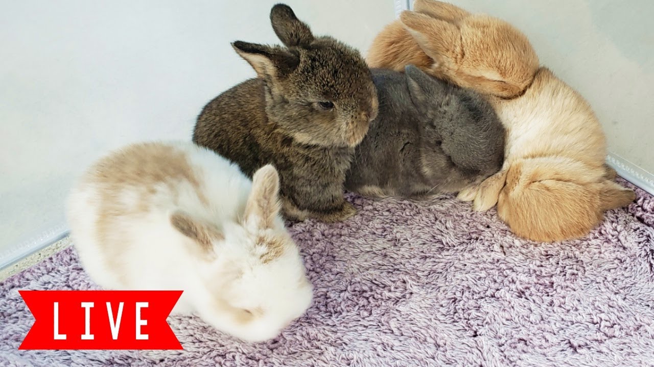 🧡LIVE Bunny Cam! Baby Bunnies Playing