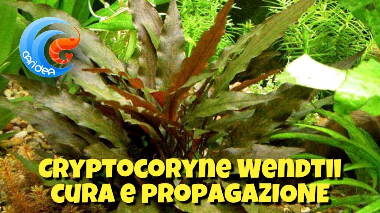 CRYPTOCORYNE WENDTII - LE VARIETA' , LE CURE E LA PROPAGAZIONE