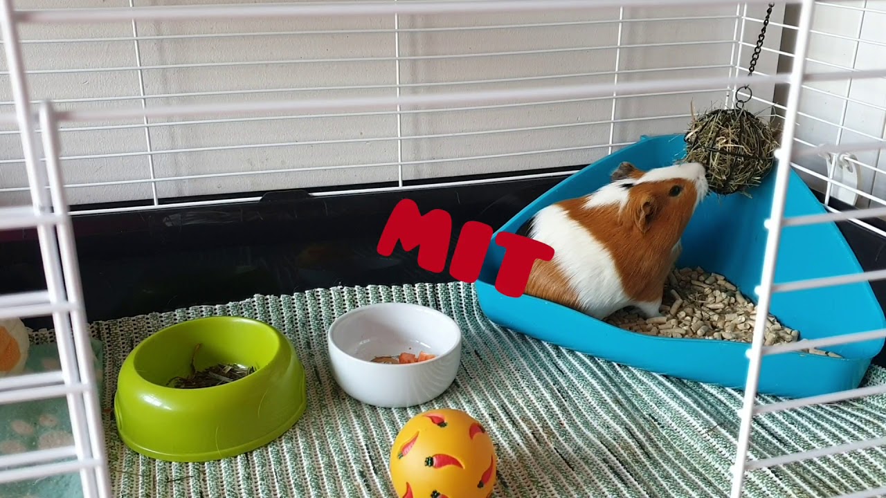 Fakty i mity o świnkach morskich🐹❤