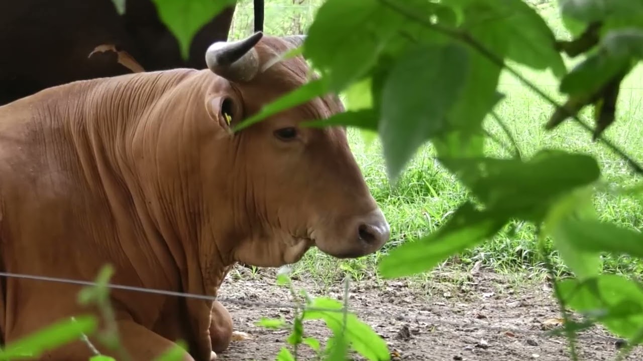 Estrategias de manejo y mantenimiento | Modelo Productivo de Sistemas Silvopastoriles en el Caribe