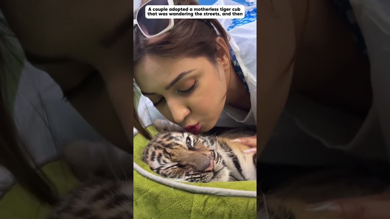 A couple adopted a baby tiger that lost its mother. #tigerbaby #animals #shorts