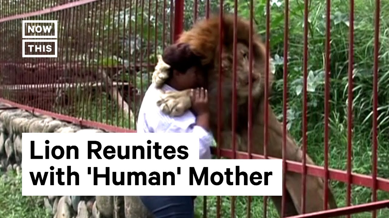 Lion Reunites With His 'Human' Mother | NowThis