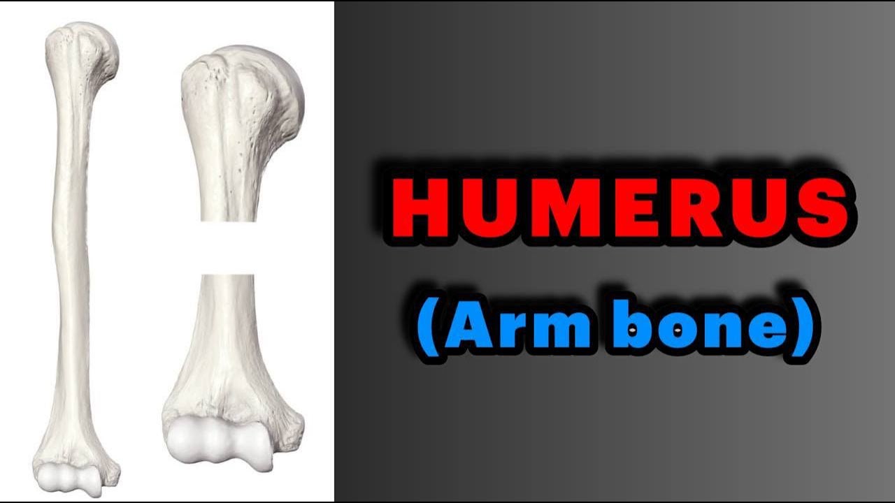 جلسه 6 | آناتومی استخوان بازو- Anatomy of Humerus