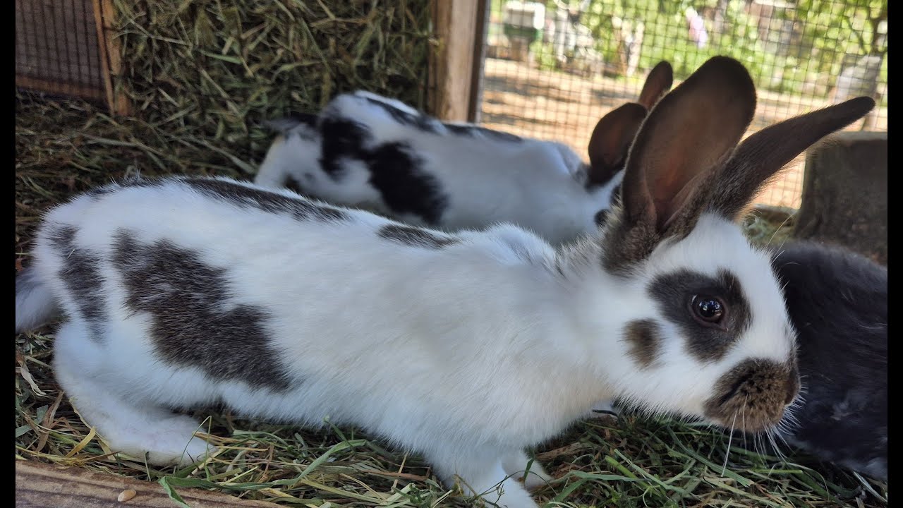КРОЛИКИ🐇СОДЕРЖАНИЕ КРОЛИКОВ🐇🐰🐰🐇🐰