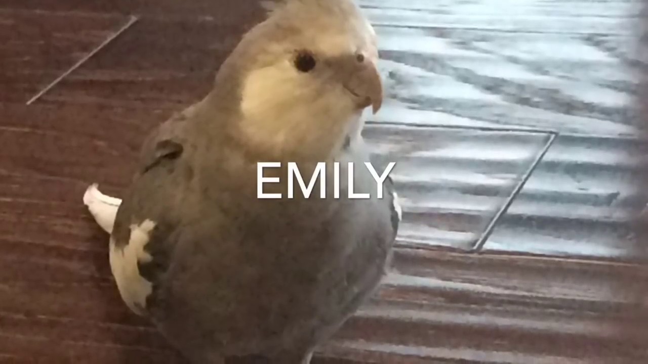 Cockatiel; Walking instead of Flying