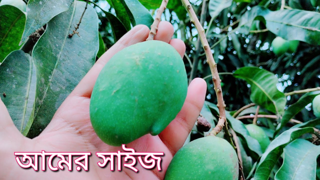 আমের বর্তমান সাইজ রাজশাহীর আম  Mango Rajshahi