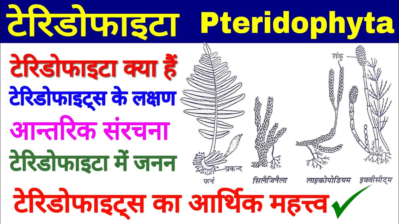 Pteridophyta(टेरिडोफाइटा), टेरिडोफाइट्स के लक्षण, Anatomy, Reproduction, Economic Importance,Biology