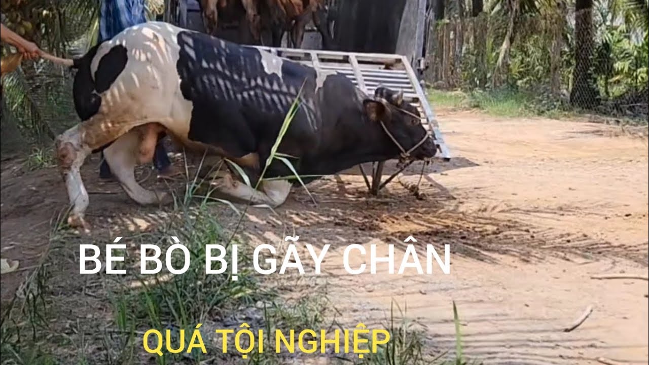 Bé Bò BỊ Gãy Chân Quá Tội Nghiệp...ĐT:0939603909.