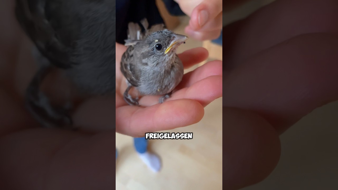 Ich habe das Spatzen K&uuml;ken in die Freiheit gelassen.  #k&uuml;ken #freiheit #spatz #retten #wildnis #frei
