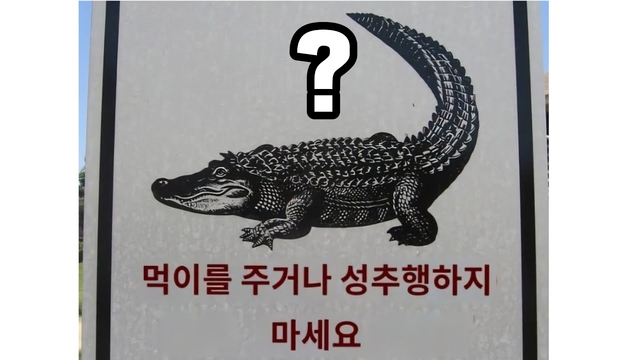 절대로 악어를 성추행하지 마세요