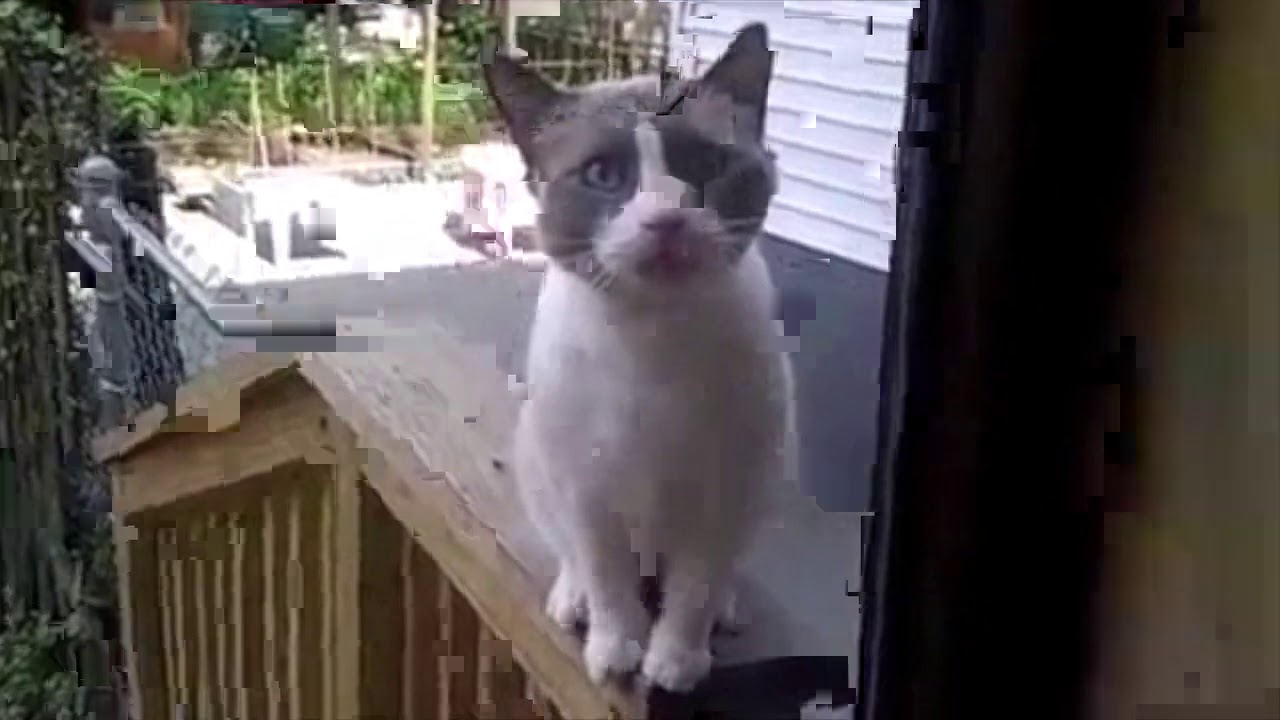Deranged Yelling Cat HARMONIZED