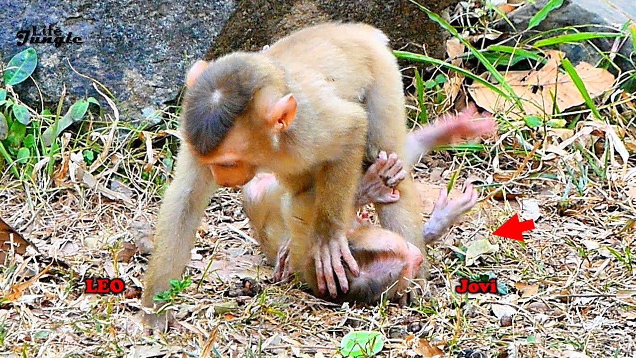 Jungle_Life