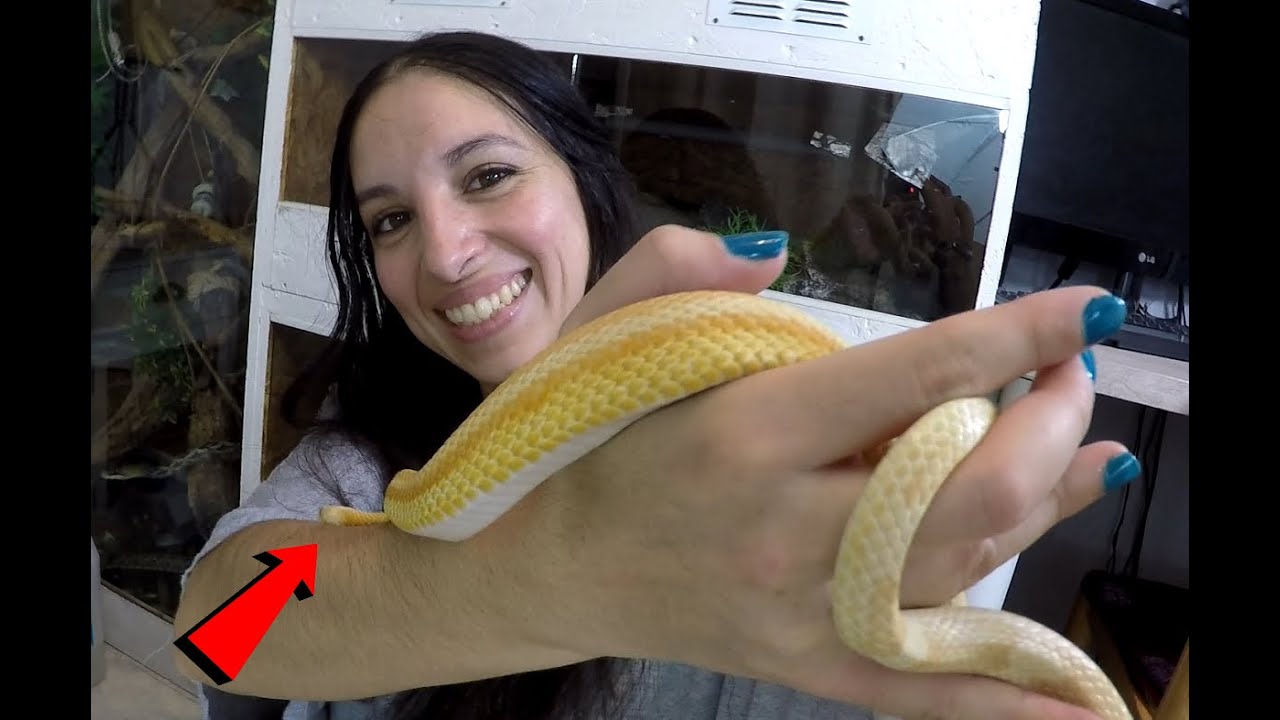 Débuter dans les serpents