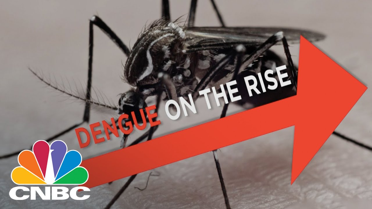 What is Dengue Fever? | CNBC