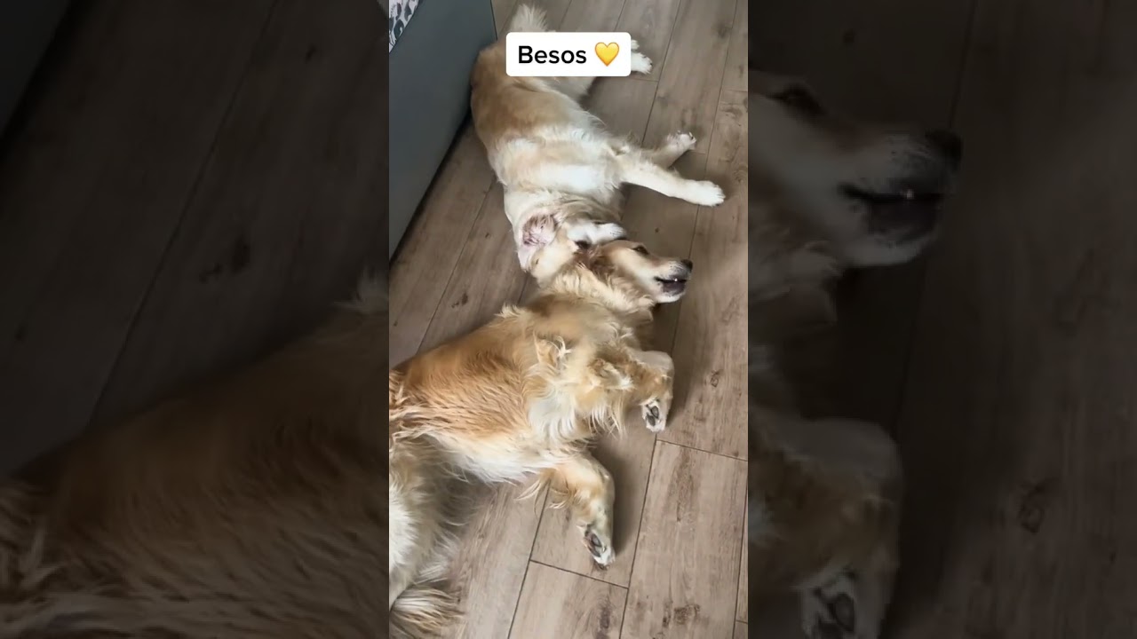 Besos. Kyra y Khloe. #goldenretriever