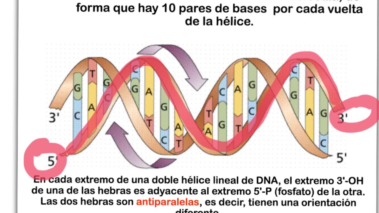 Acidos Nucleicos