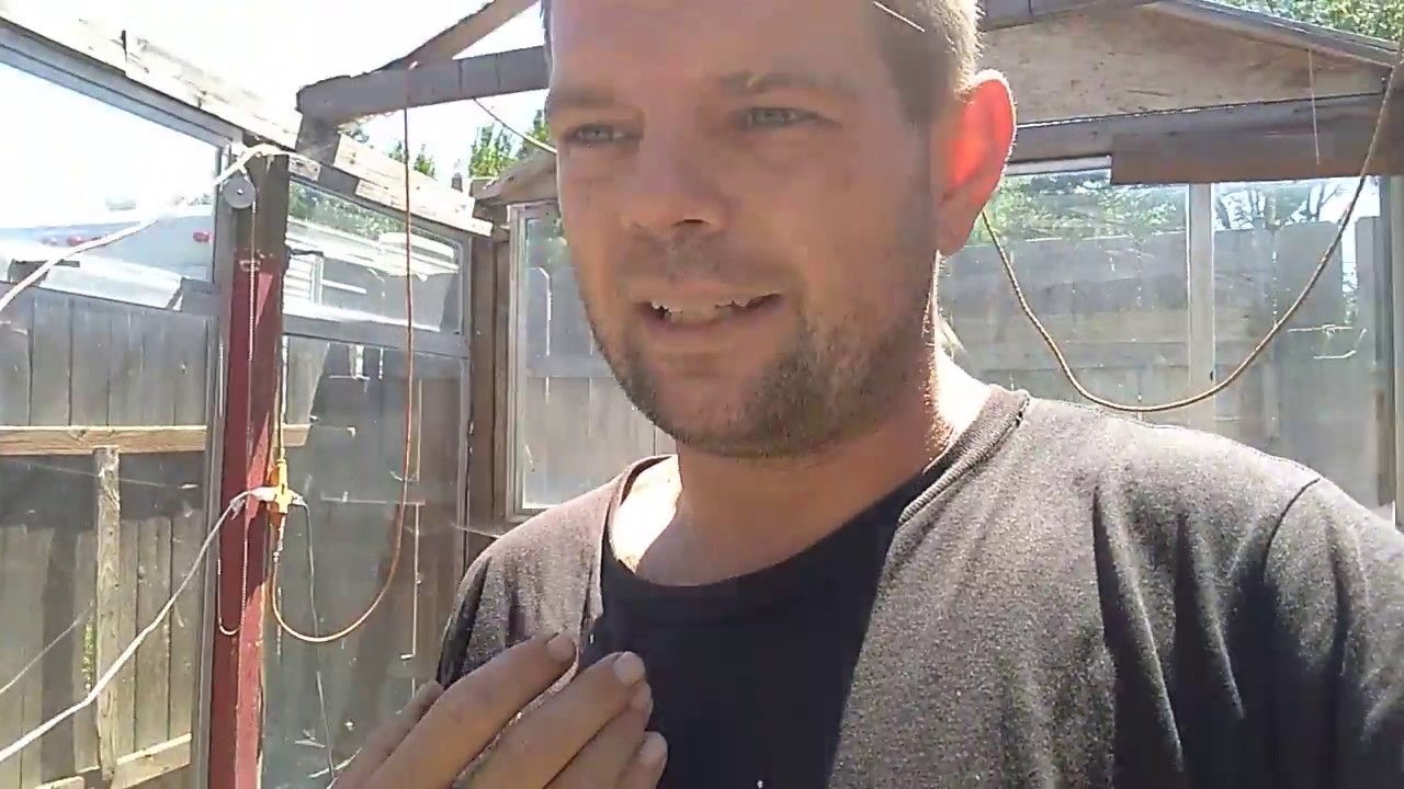 Strain review: Blueberry muffin, Outdoor update 7/24/2019