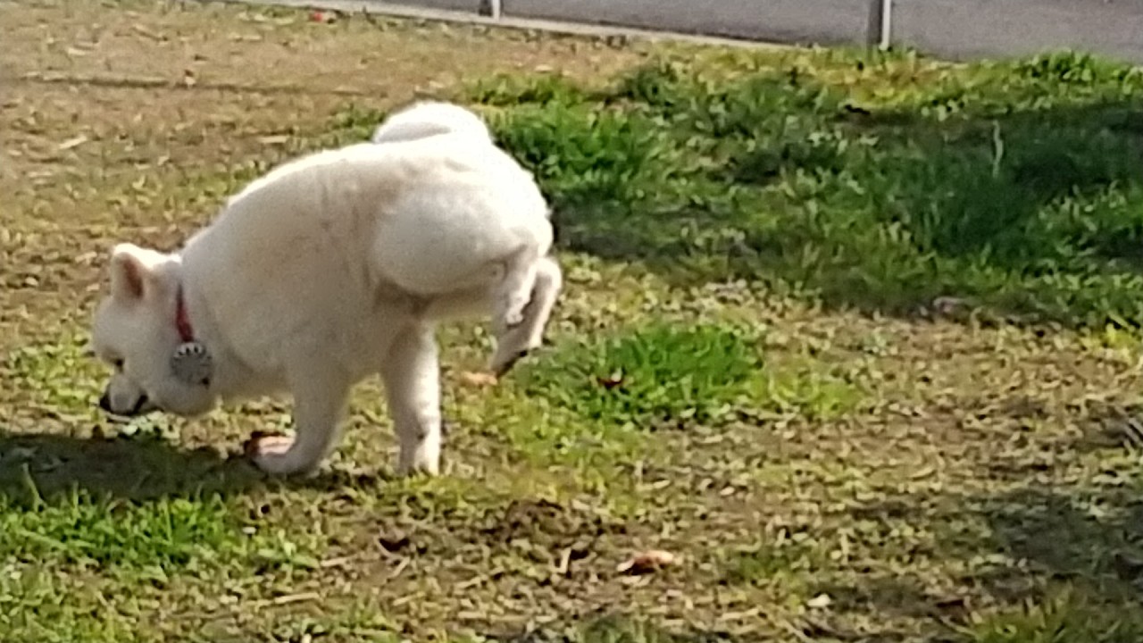 陽だまり梵ちゃんウィークリー 3月第1週：毎週水曜日16:00更新【予定】