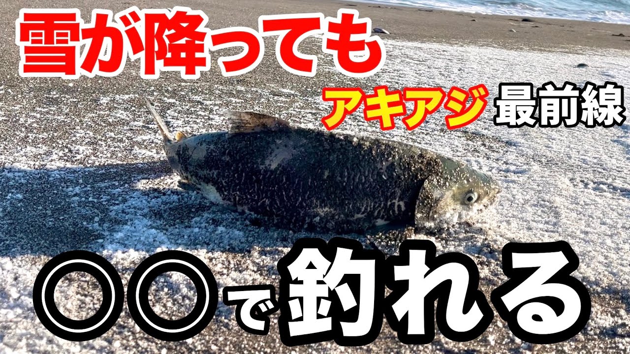 【北海道】【釣り】今がチャンス！◯◯掛かりするほどの魚影⁉️アキアジ(鮭)最前線　#アキアジ釣り#鮭釣り#シャケ釣り