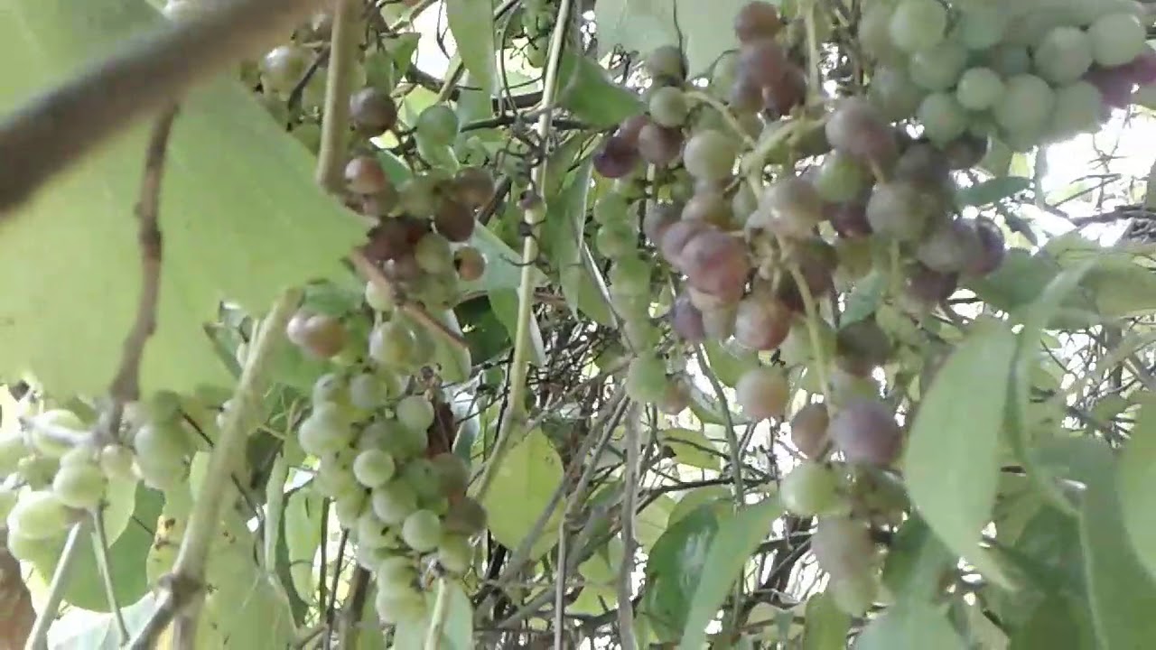 Jamaican grape