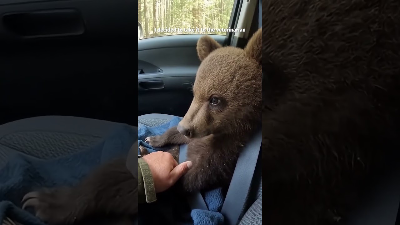 I rescued a little bear cub that was attacked by wolves 🐺🐻