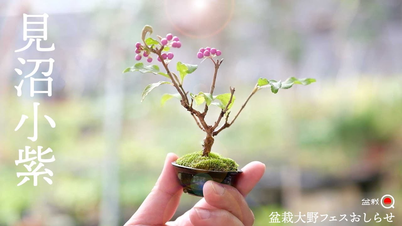 【紫式部】小さくて実が付く見沼小紫を鉢上げ。フェスのお知らせ【盆栽Q】