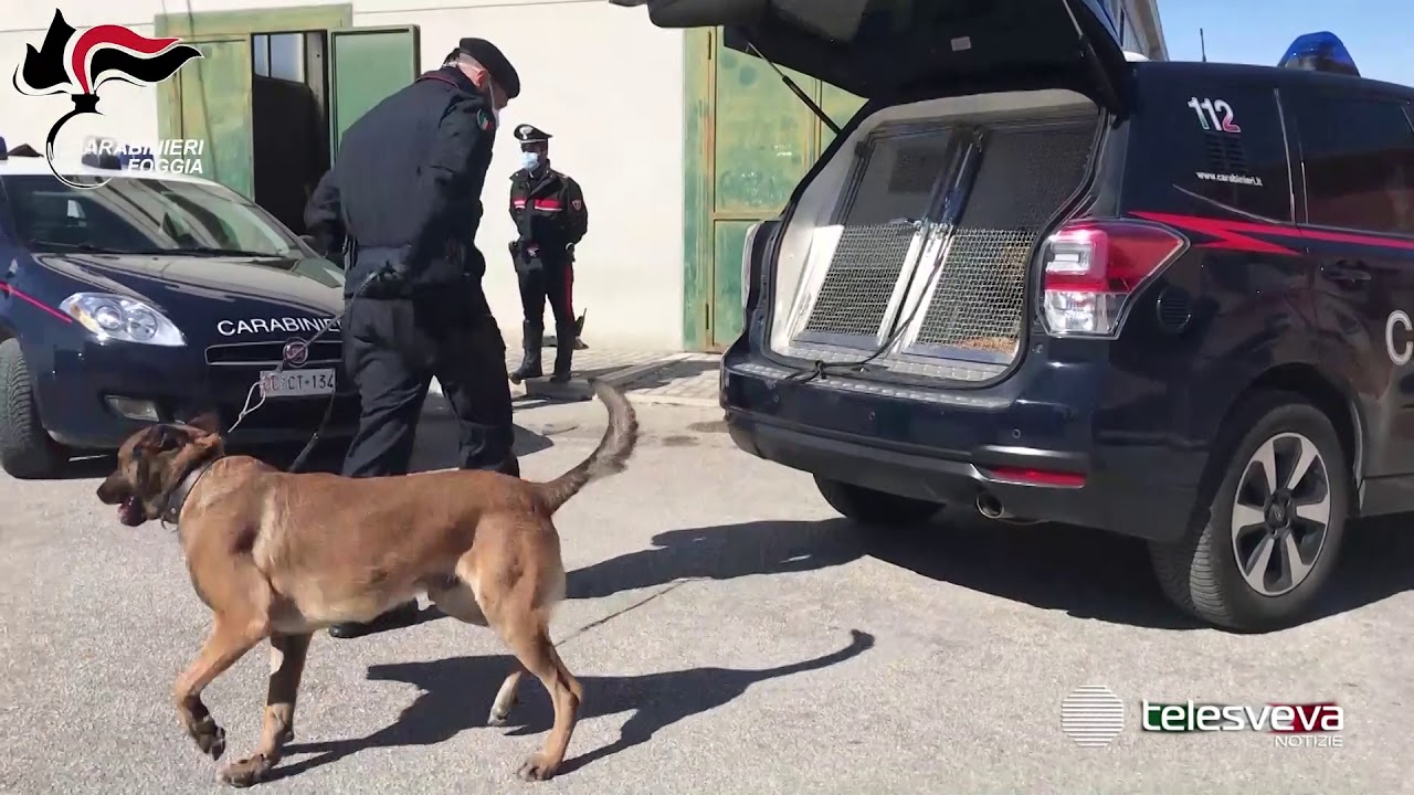 CERIGNOLA | Blitz dei Carabinieri nell’area dell’ex macello: sequestro di droga e munizioni