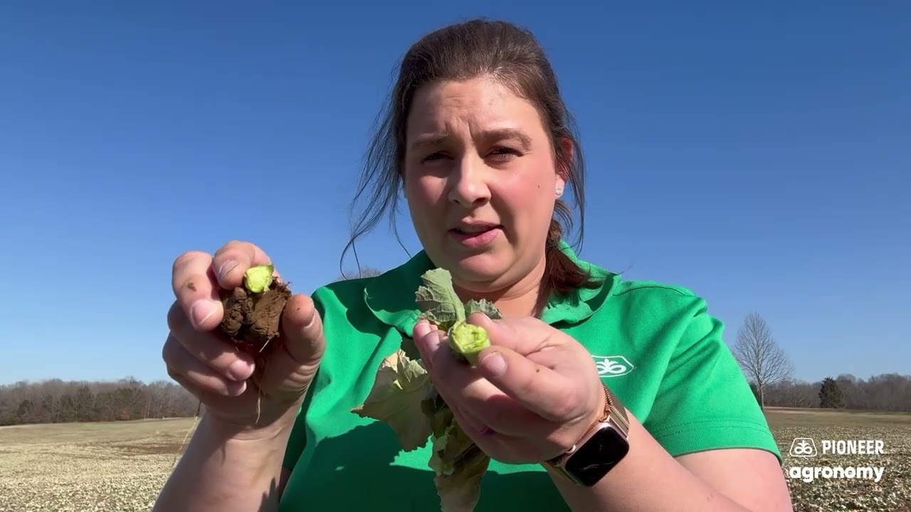 Winter Canola After a Hard Freeze: Is It Dead? What to Check Before You Spray | Pioneer Agronomy