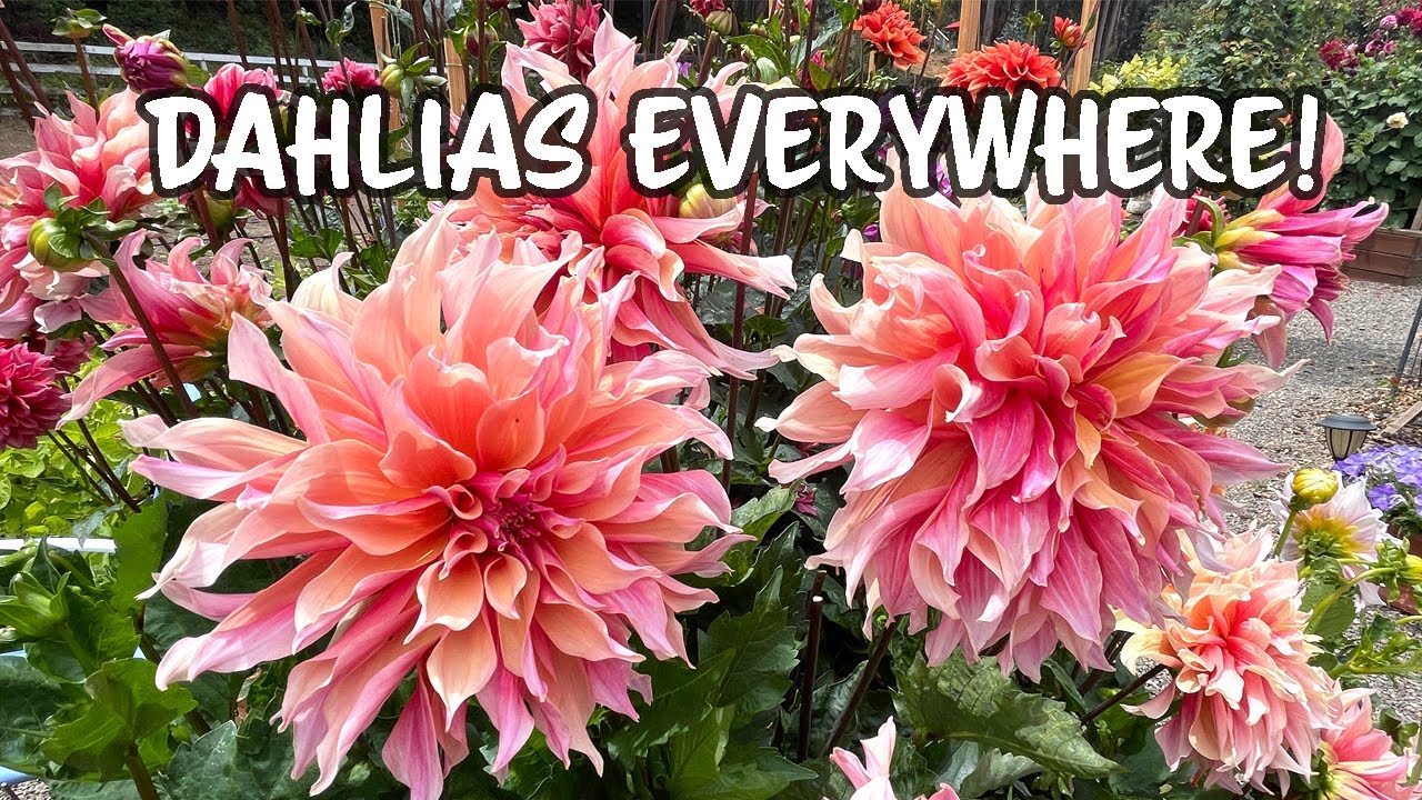 Full of Dahlia Blooms! There's so much flowers in my garden!