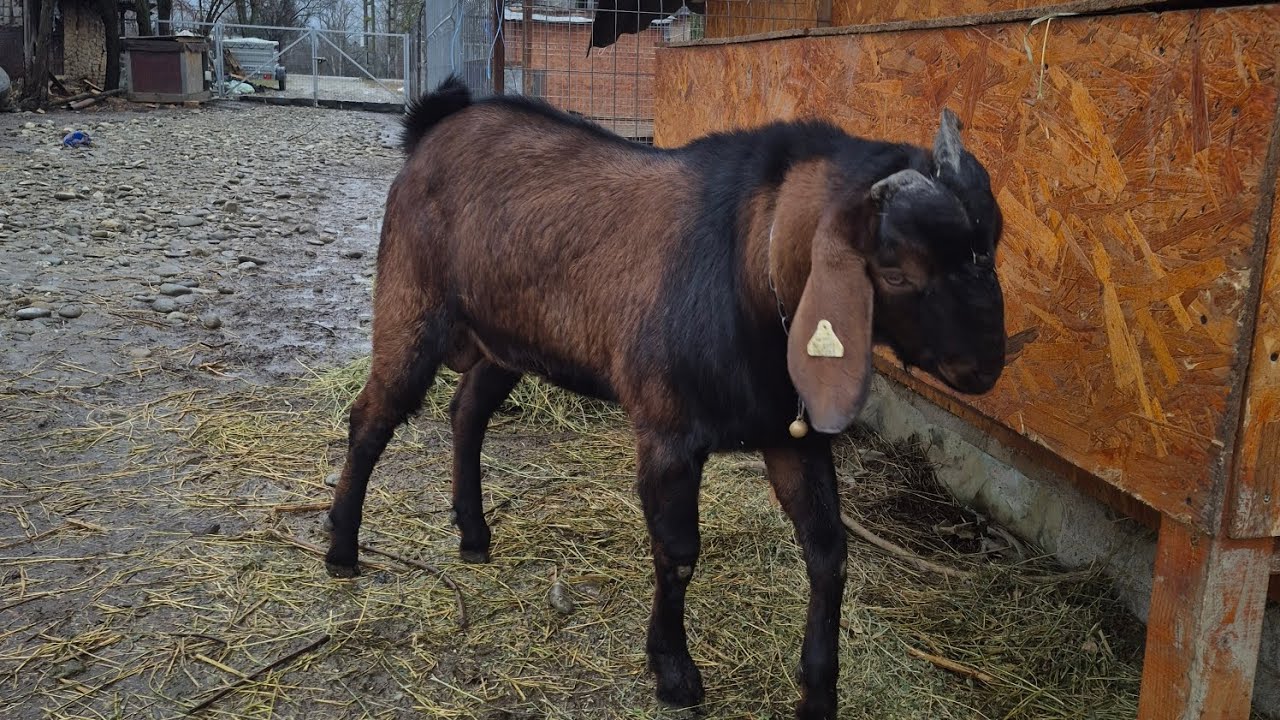 Caprele Anglo Nubian - o lună până încep fătările - l-am separat pe Adonis 