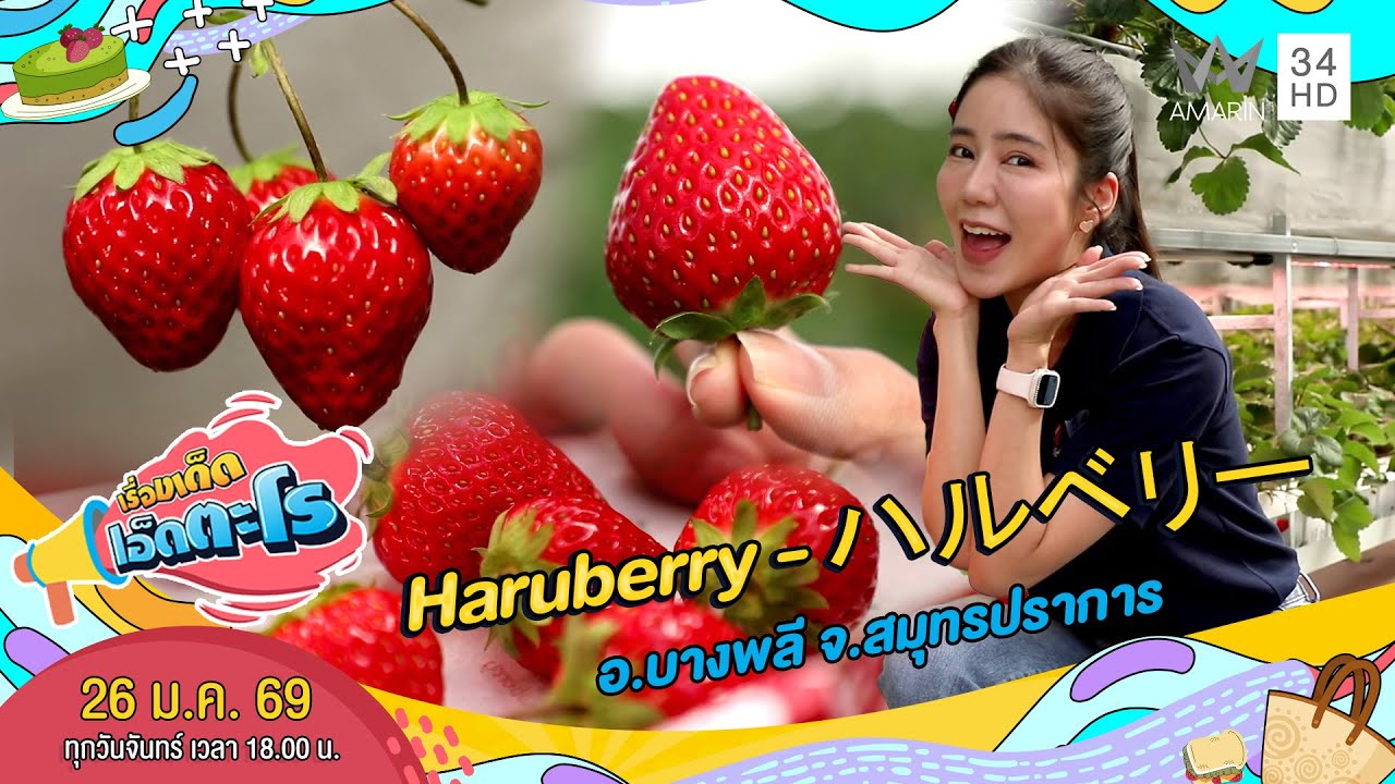 Haruberry - ハルベリー อ.บางพลี จ.สมุทรปราการ | เรื่องเด็ดเอ็ดตะโร | 26 ม.ค. 69 (3/4)
