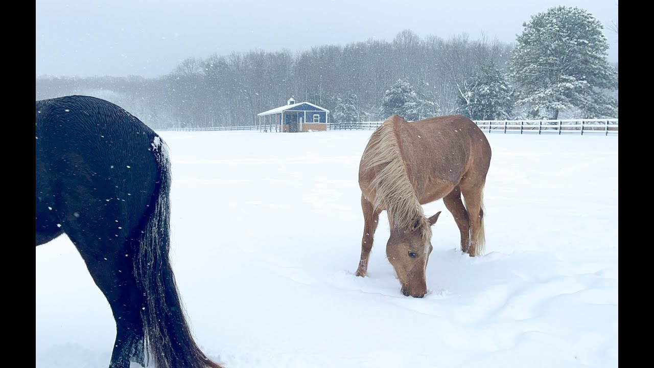 Winter Farm Chores | Feeding Horses In Deep Heavy Snow | 4K