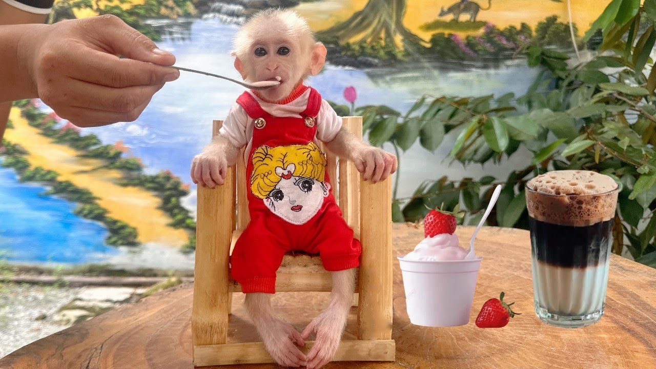 Baby monkey Lulu looks sad, Dad comforted her by taking her to the cafe