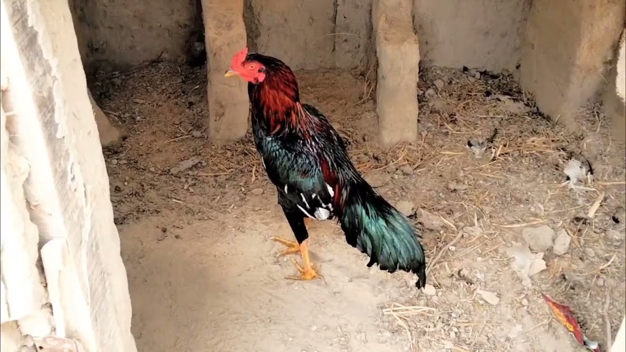 Mainwali Homebreds Aseel Rosters 🐓 | Aseel Rosters 
