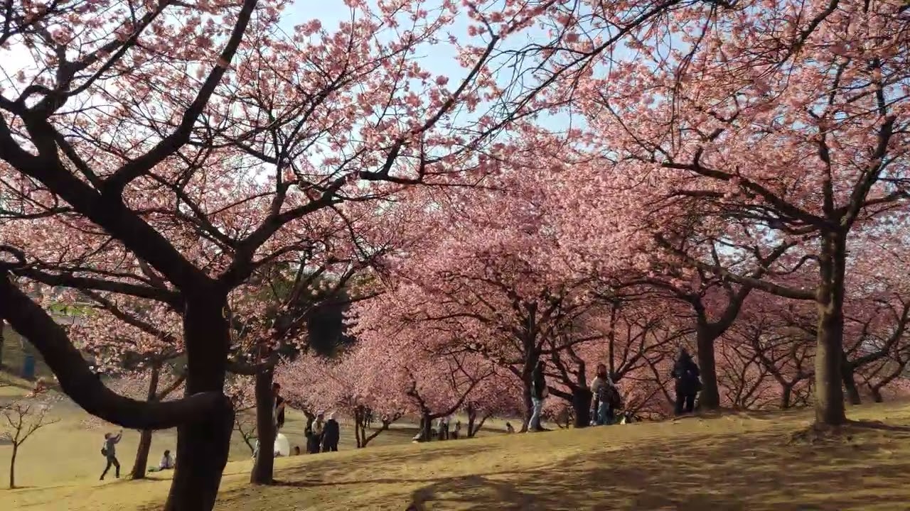 群馬県伊勢崎市みらい公園　いせさき市民のもり公園　河津桜