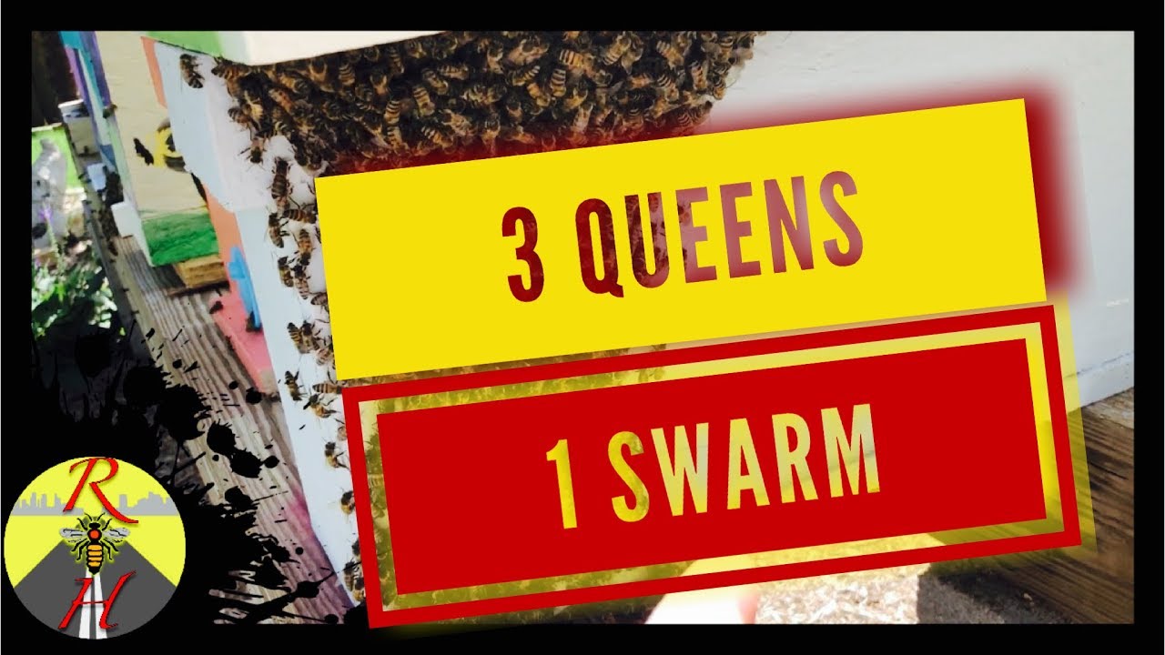 Multi Queen Swarm - Late Season