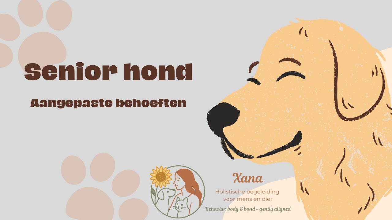 De senior hond en zijn veranderde behoeften
