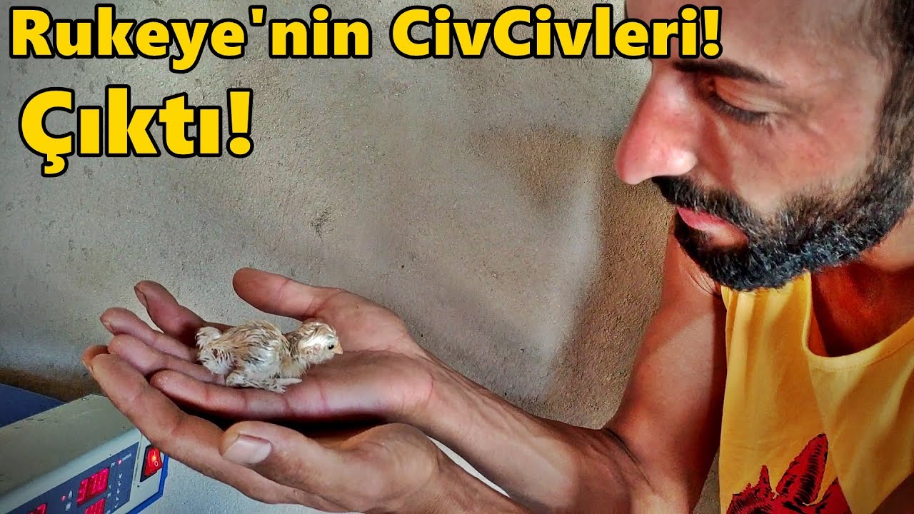 Rukiyenin CivCivleri Çıktı!-Kümes Gezisi.!#Tekirdağ#civciv#tavuk#ördek#hindi#gurk#kuluçka