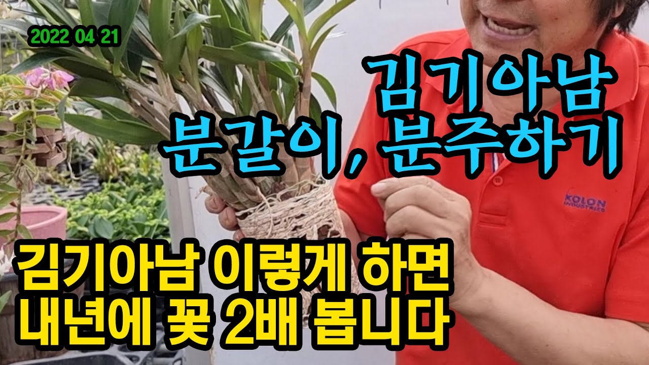 뿌리대박 김기아남 분갈이, 분주하기 (꽃많이 피우는 비법)