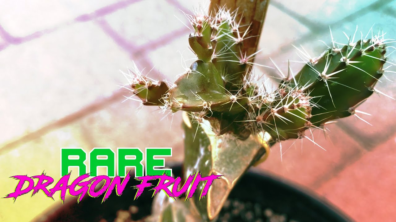 DRAGON FRUIT GRAFTING with Different Types of ROOT STALKs