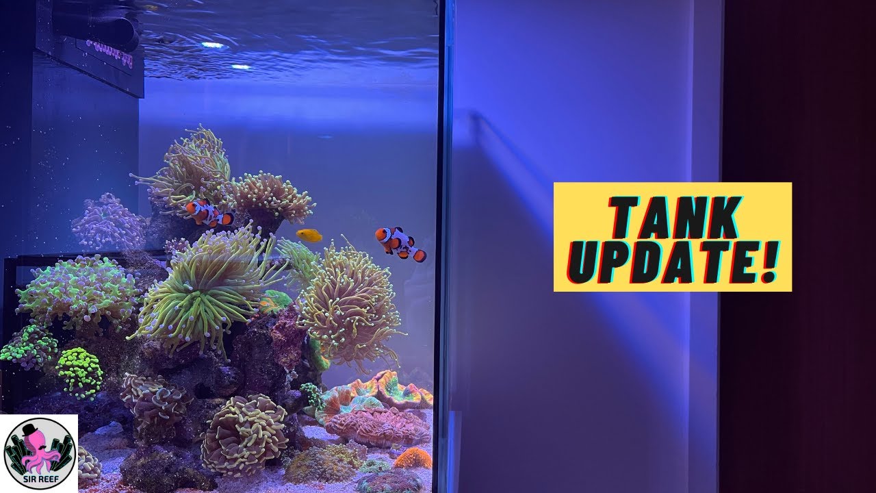 Tank Update! The Good, Bad and Ugly | RED SEA REEFER NANO 28G
