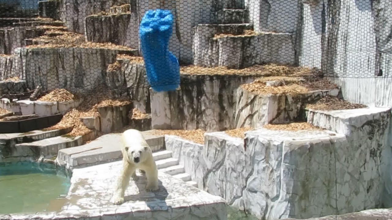 フブキはシロクマ界の飛ばし屋か⁉️🐻‍❄️⚾️💨【東山動植物園】