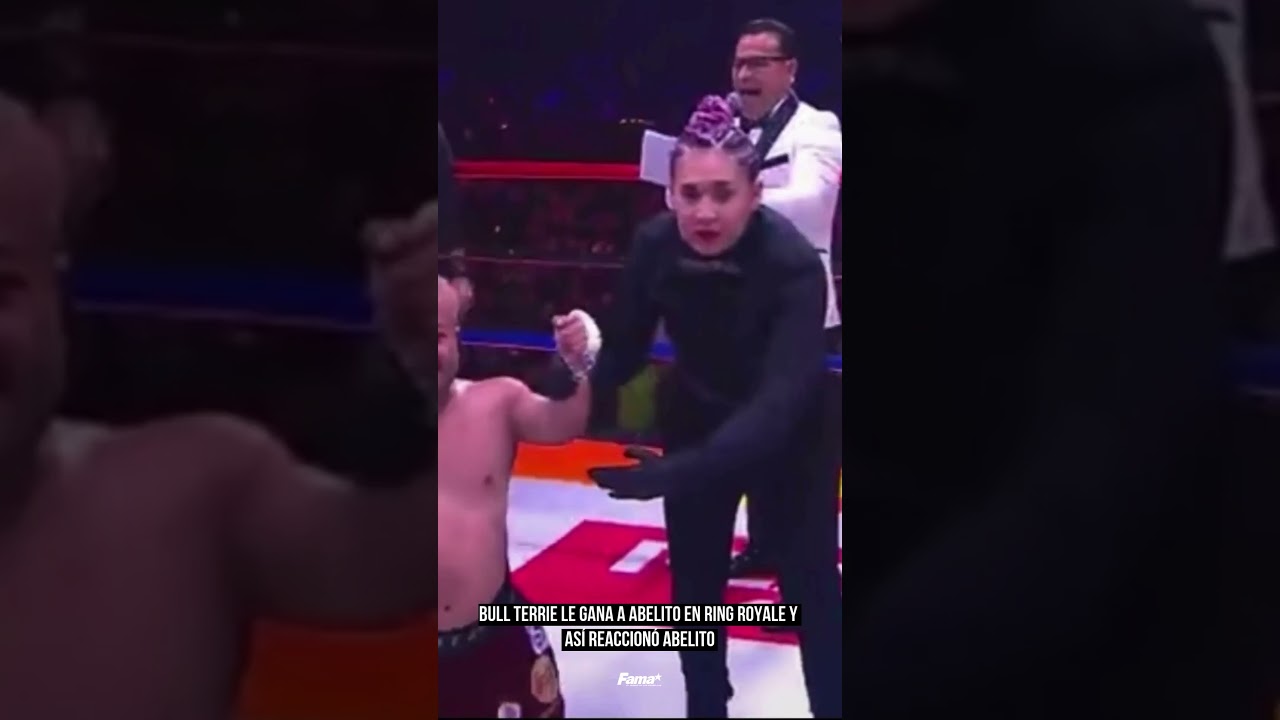 Бультерьер одержал победу. 🥊 split #ringroyale #abelito #bullterrier #box