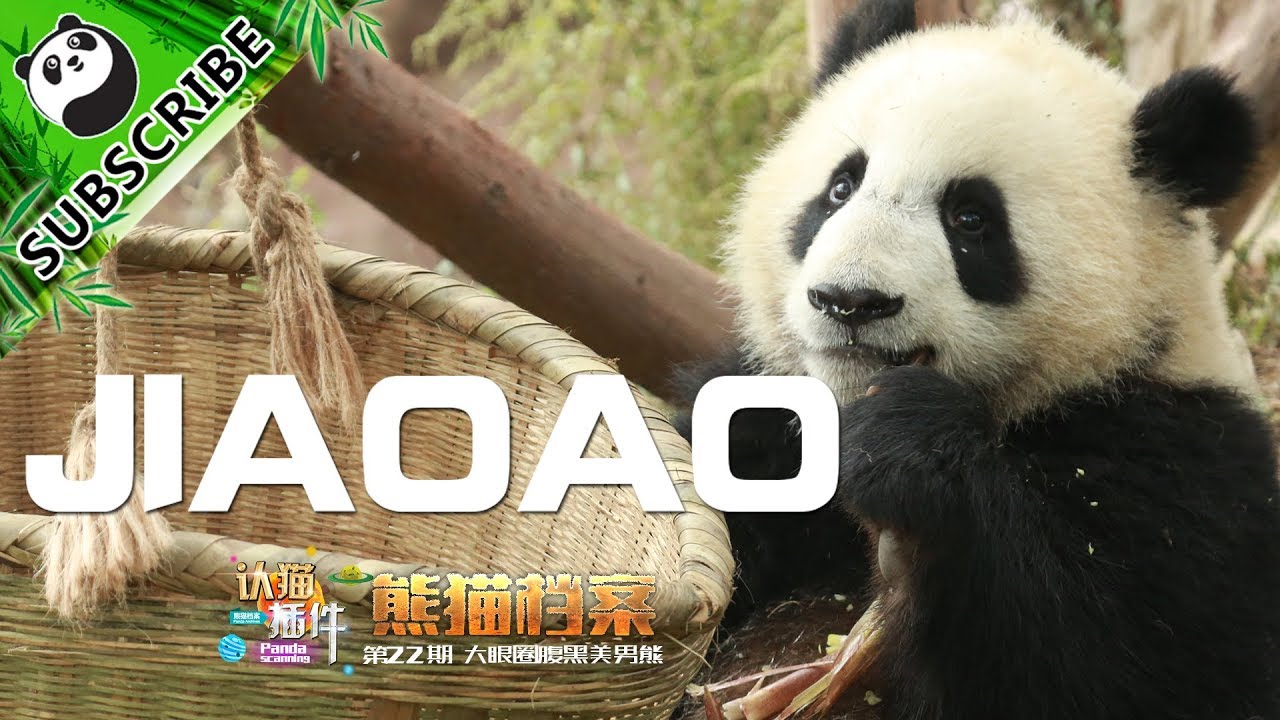 【Panda Scanning】Ep10 Jiao Ao, the Demanding Handsome Dude! | iPanda